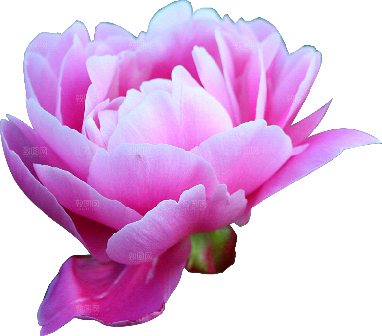 牡丹花免抠素材元素免抠