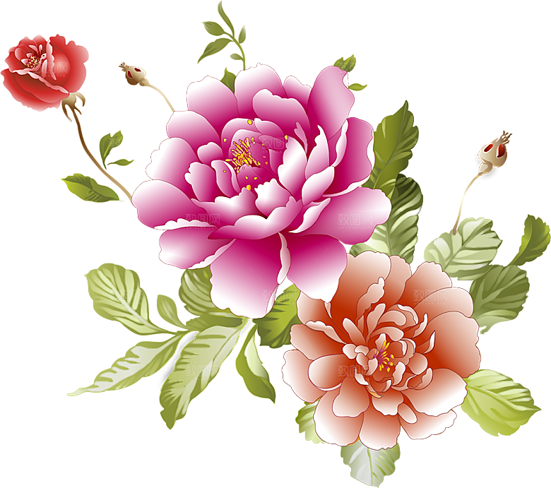牡丹花免抠素材元素
