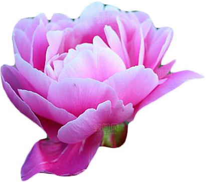 牡丹花免抠素材元素设计