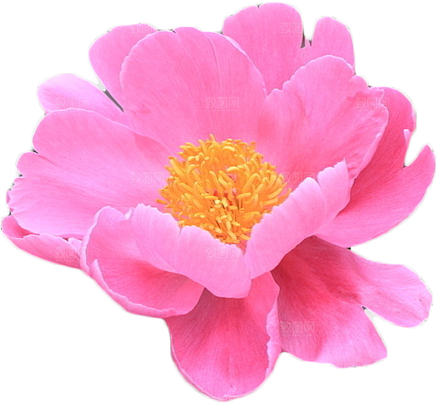 牡丹花免抠素材元素设计