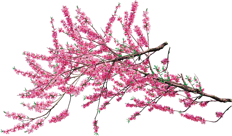 牡丹花设计元素素材免抠