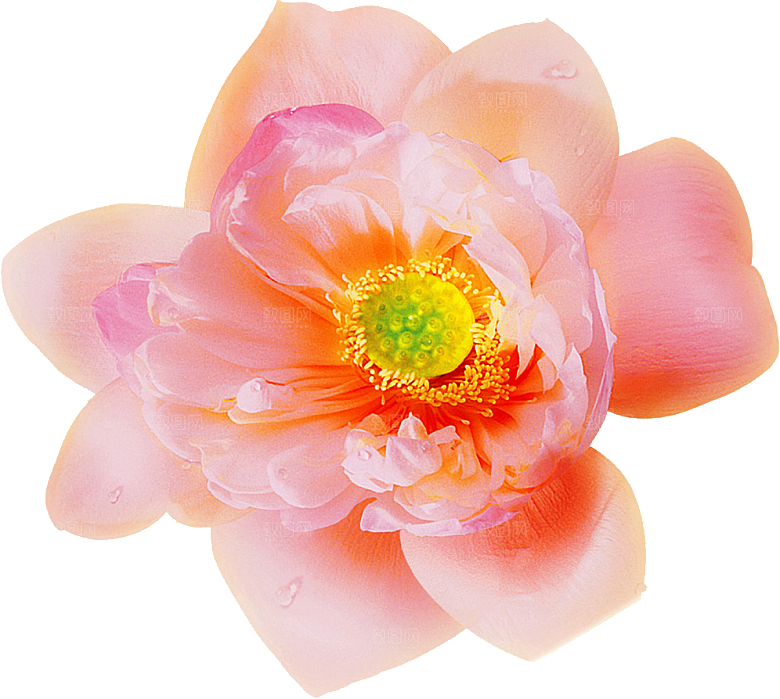 牡丹花设计素材元素免抠