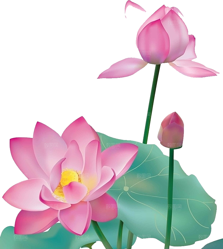 牡丹花设计素材元素