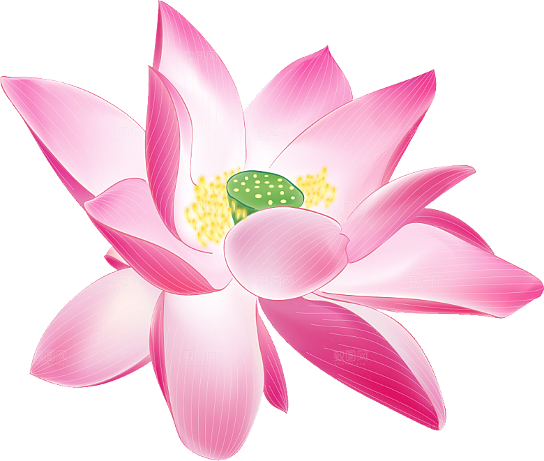 牡丹花设计素材元素