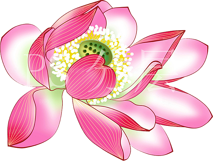 牡丹花设计素材元素