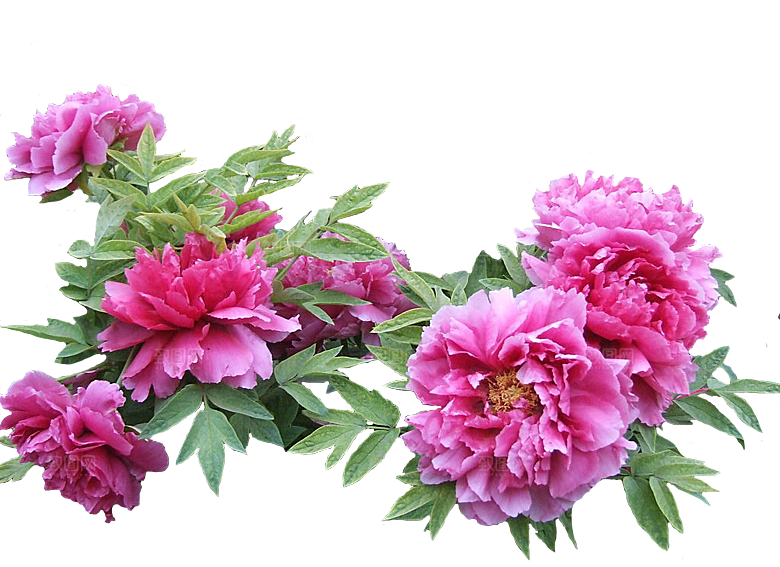 牡丹花设计素材元素