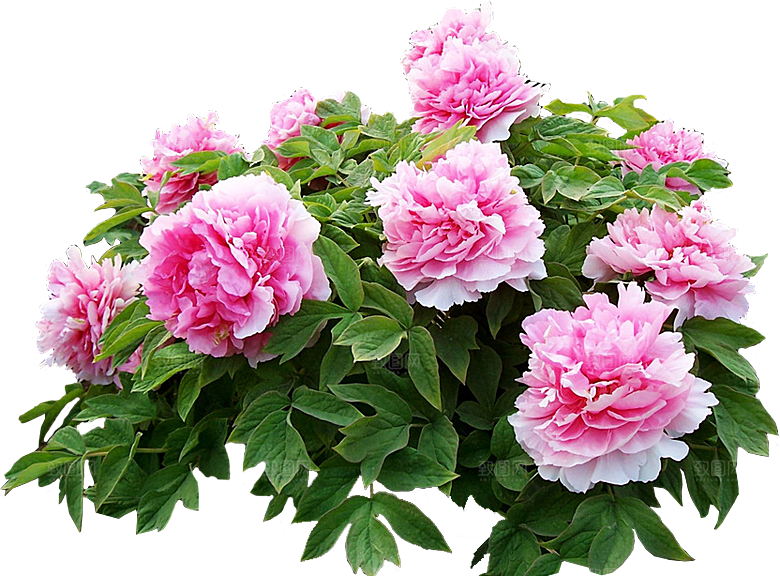 牡丹花设计素材元素