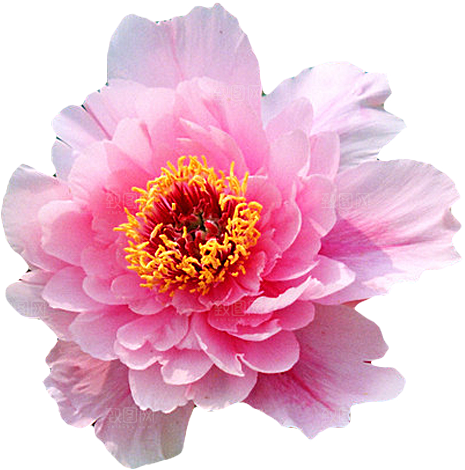 牡丹花设计素材元素免抠