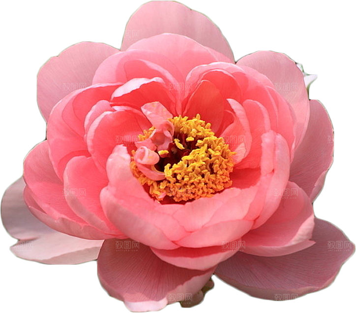 牡丹花设计素材元素免抠