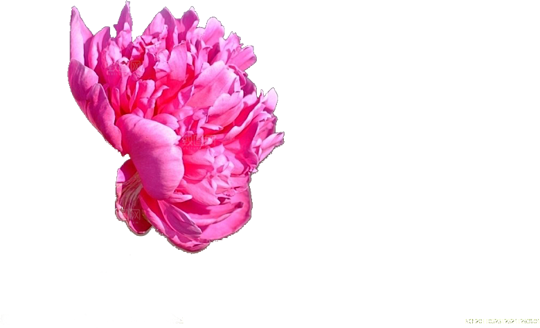 牡丹花设计素材元素免抠