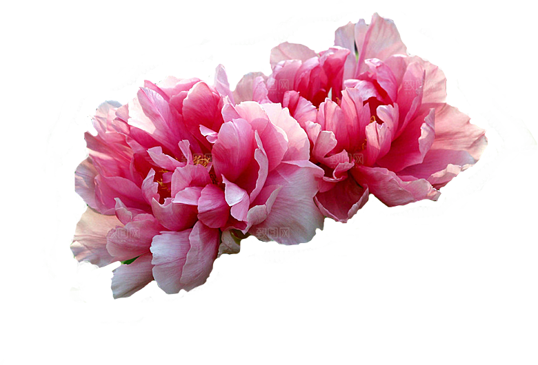 牡丹花设计素材元素免抠