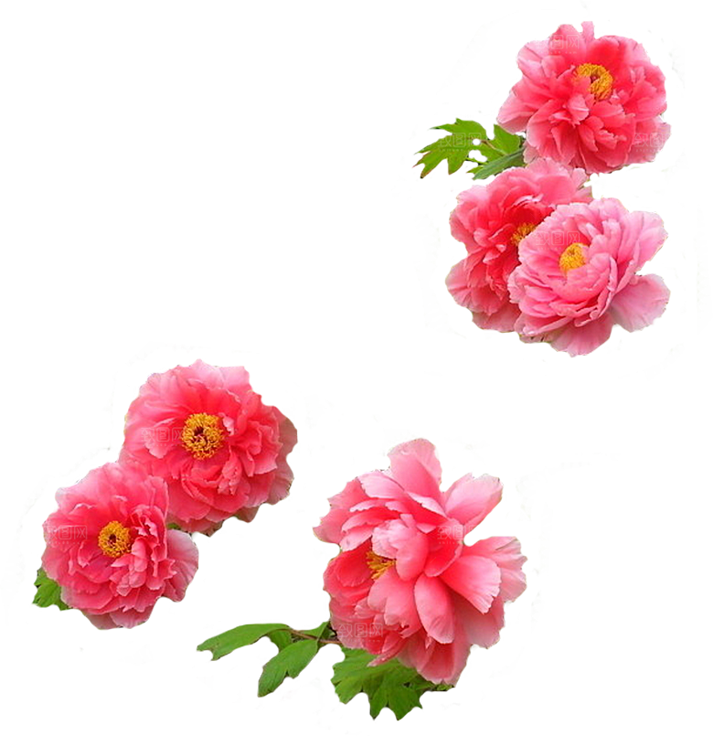 牡丹花设计素材元素免抠