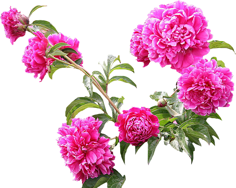 牡丹花设计素材元素免抠