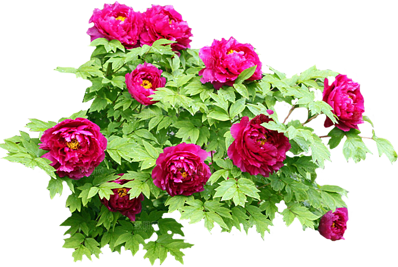 牡丹花设计素材元素免抠