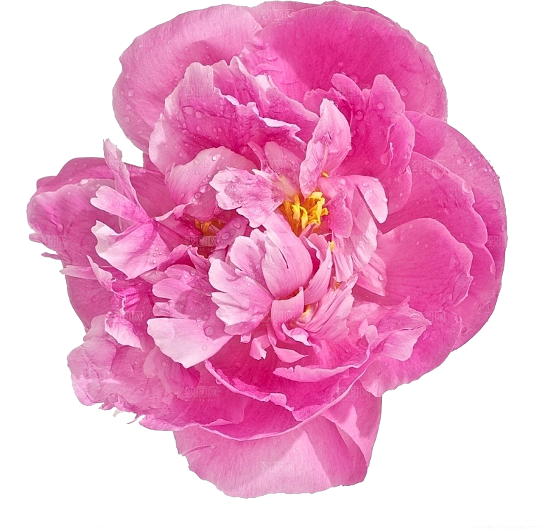 牡丹花设计素材元素