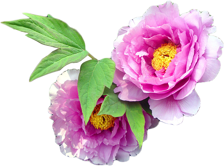 牡丹花设计素材元素
