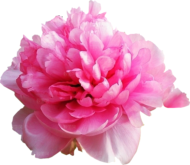 牡丹花设计素材元素