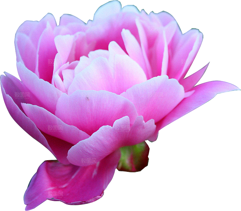 牡丹花设计素材元素