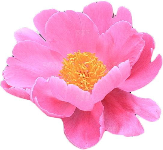 牡丹花设计素材元素免抠