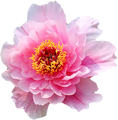 牡丹花设计素材元素免抠