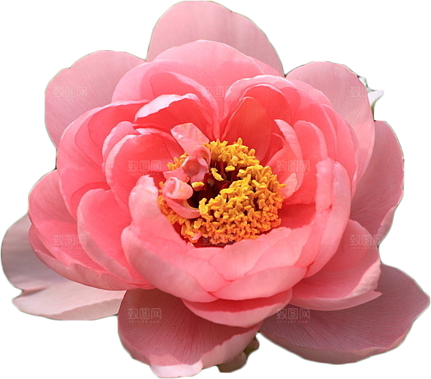 牡丹花设计素材元素免抠