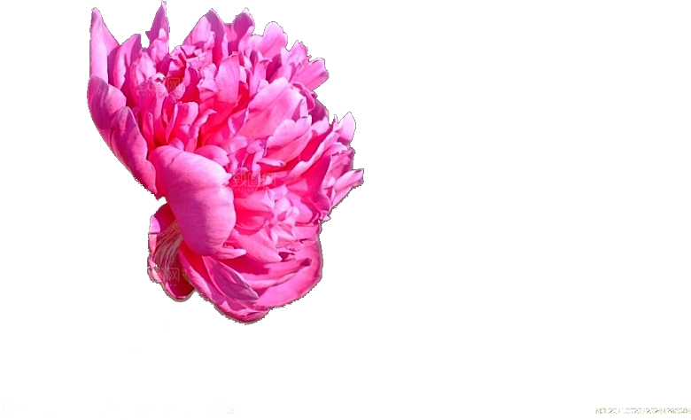 牡丹花设计素材元素免抠