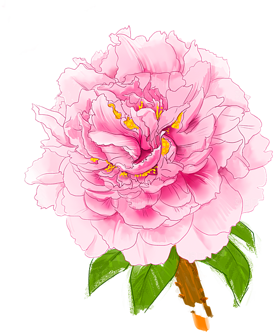 牡丹花设计素材元素