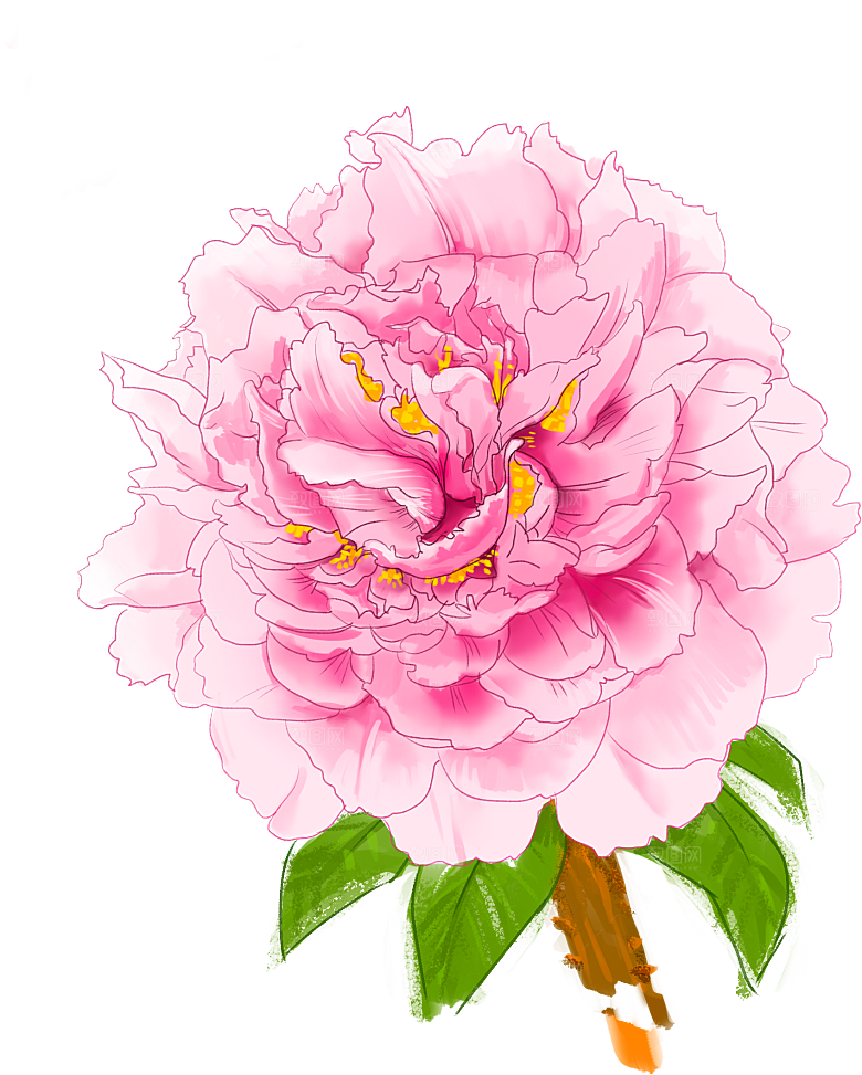 牡丹花设计素材元素