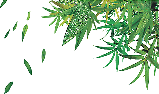 树叶元素素材设计免抠