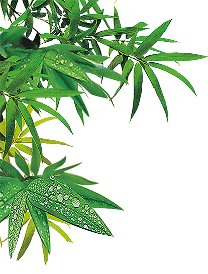 树叶元素素材设计