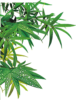 树叶元素素材设计免抠