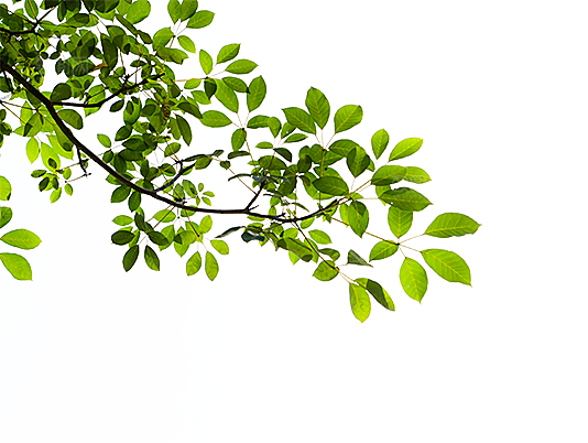 树叶元素素材设计免抠