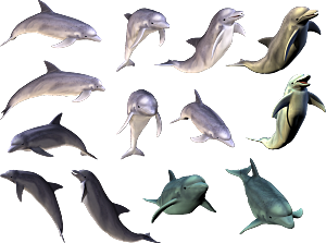 海豚元素素材设计