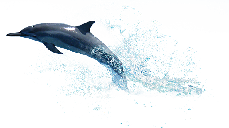 海豚元素素材免抠