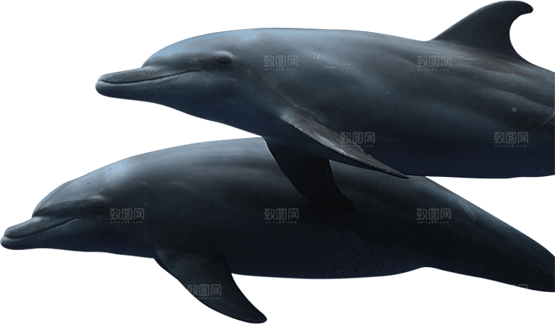 海豚元素素材免抠设计