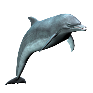 海豚元素素材免抠设计