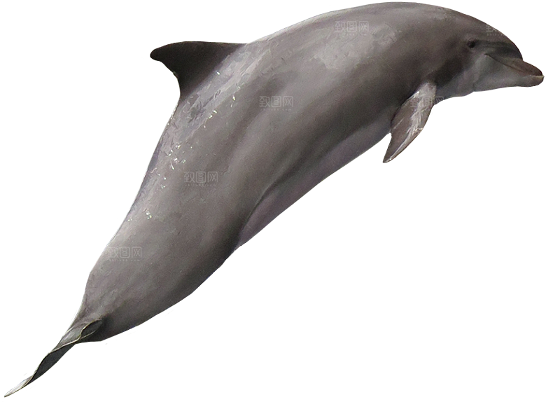 海豚元素素材免抠