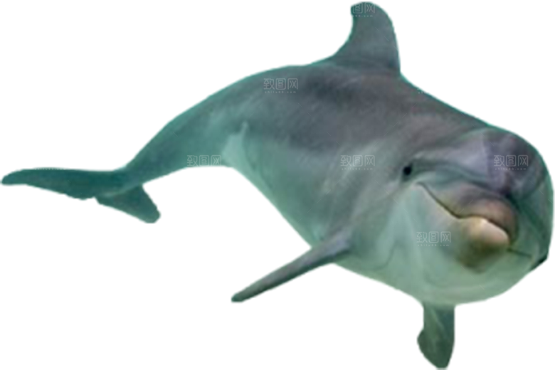 海豚元素素材免抠设计
