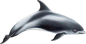 海豚元素素材免抠设计
