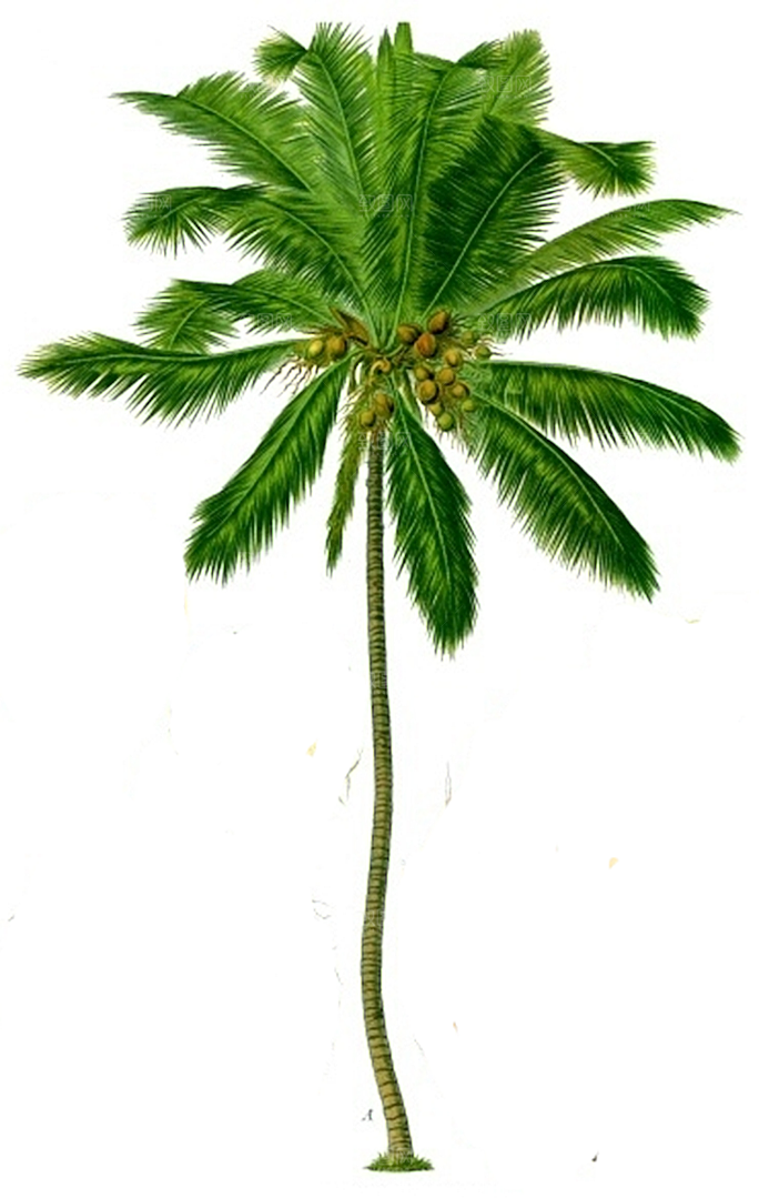 椰子树元素设计素材