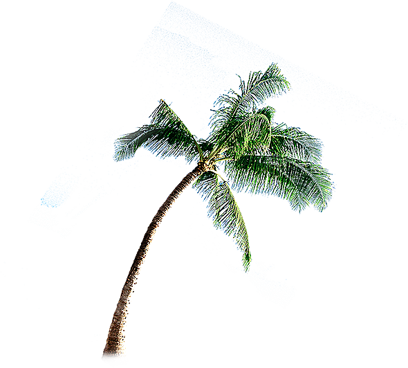 椰子树元素设计素材