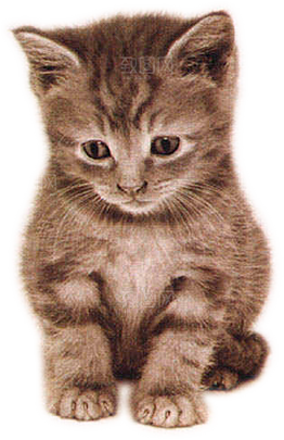 卡通小猫咪设计素材免抠