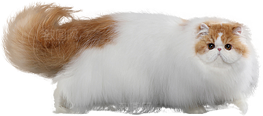 卡通小猫咪设计素材