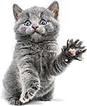 卡通小猫咪设计素材免抠