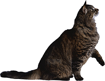 卡通小猫咪设计素材