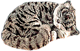 卡通小猫咪设计素材
