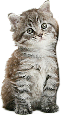 卡通小猫咪设计素材