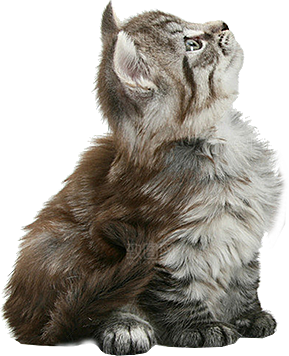 卡通小猫咪设计素材