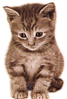 卡通小猫咪设计素材