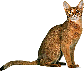 卡通小猫咪设计素材
